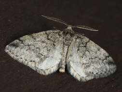 Image de Tephronia theophilaria