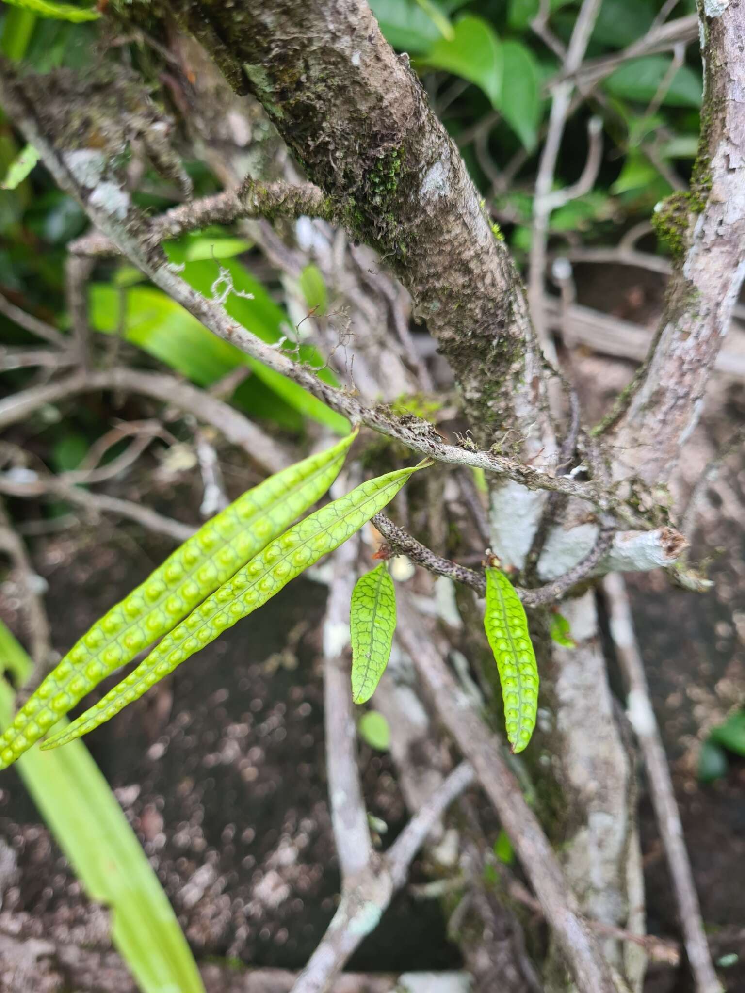 Microgramma lycopodioides (L.) Copel. resmi