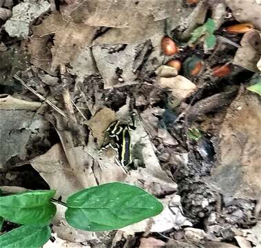 Image of Yellow-striped Poison Frog