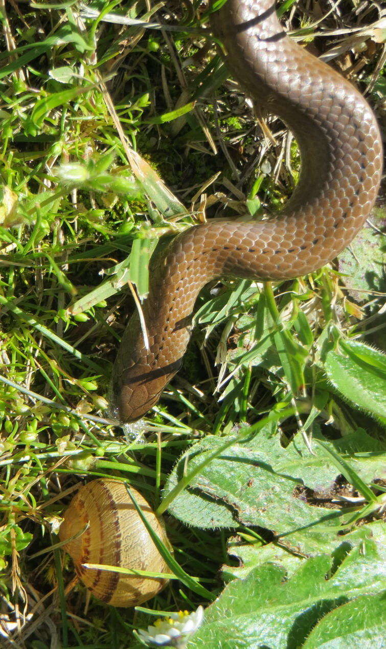 Image of Duberria lutrix lutrix (Linnaeus 1758)