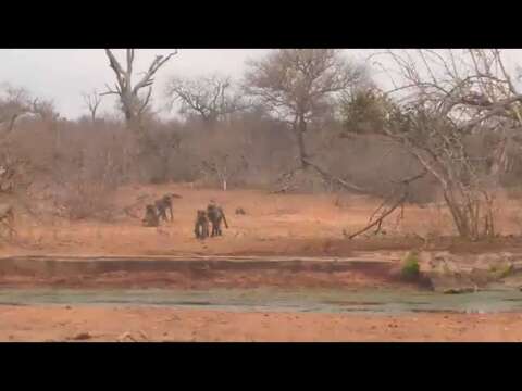 Image of Chacma Baboon