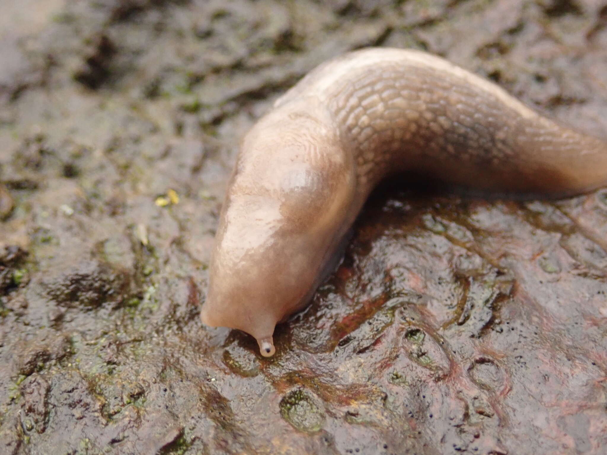 Lehmannia marginata (O. F. Müller 1774) resmi