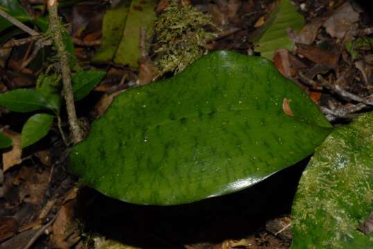 Imagem de Oeceoclades furcata Bosser & Morat