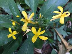 Image of Barleria oenotheroides Dum.-Cours.