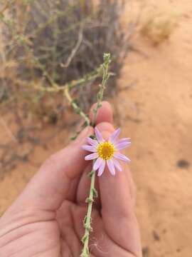 Image of Dieteria canescens var. leucanthemifolia (Greene) D. R. Morgan & R. L. Hartman