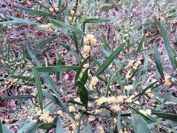 Acacia stricta (Andrews) Willd.的圖片