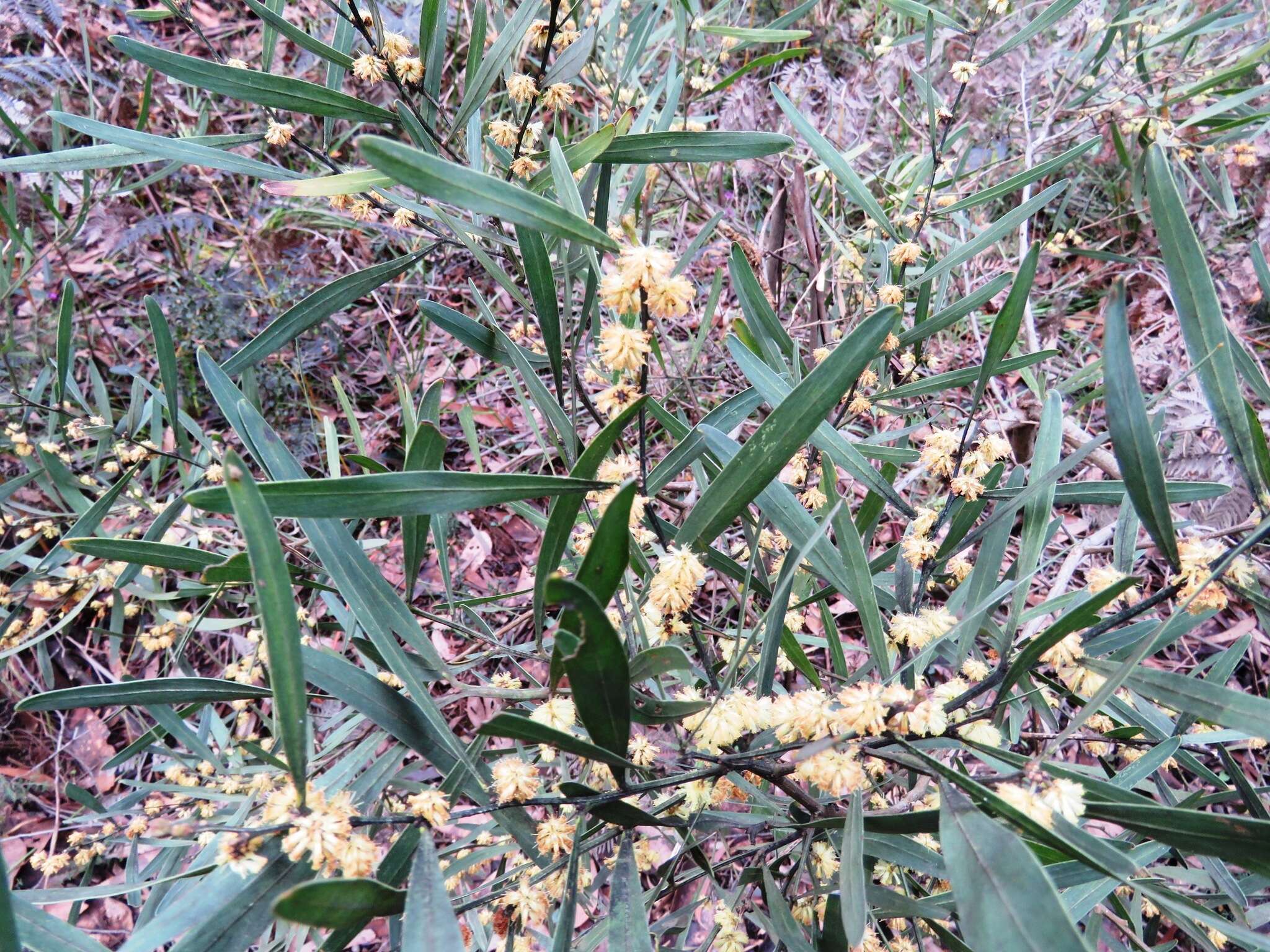 Acacia stricta (Andrews) Willd.的圖片