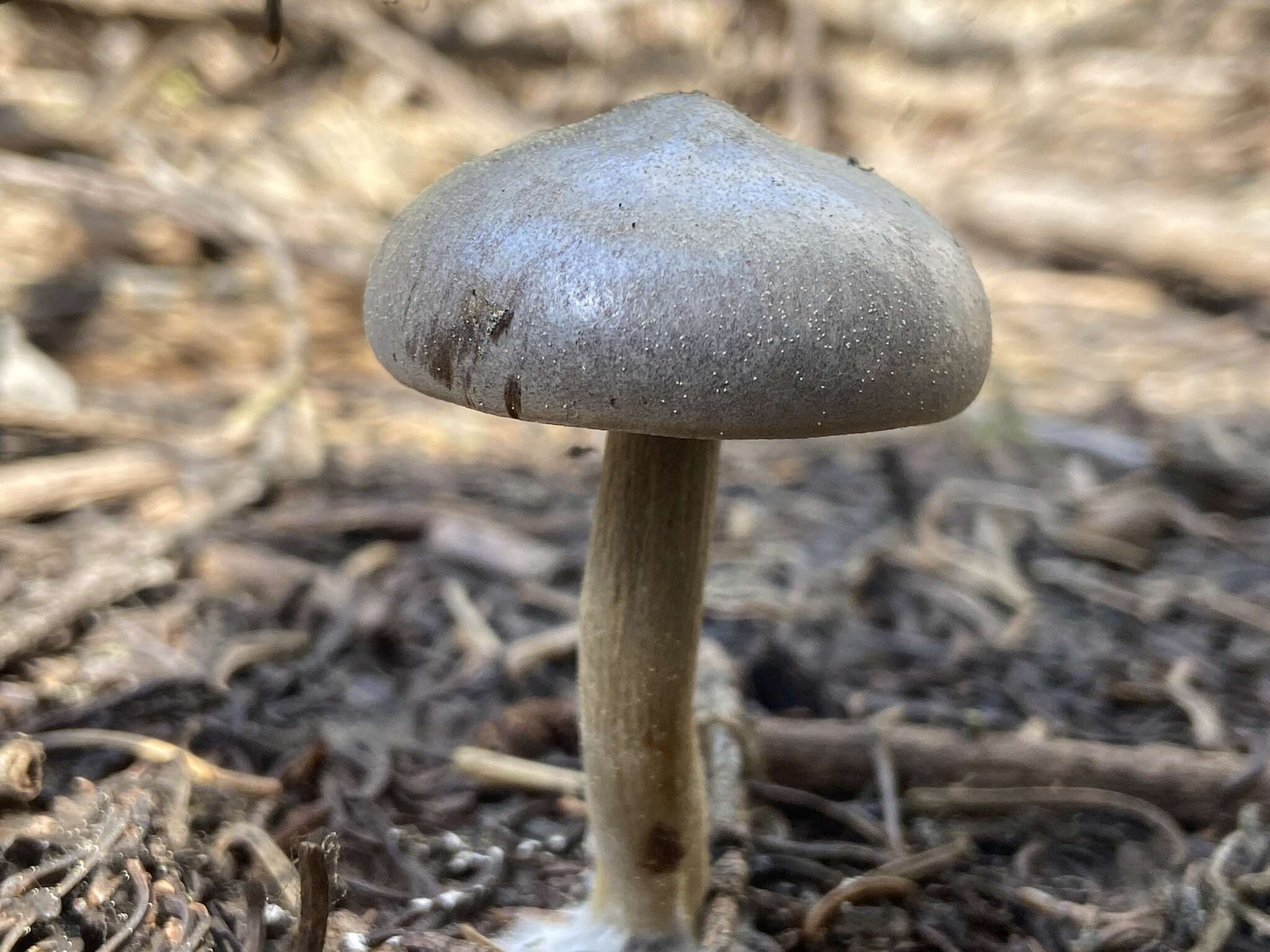 Image of Clitocybe glacialis Redhead, Ammirati, Norvell & M. T. Seidl 2000