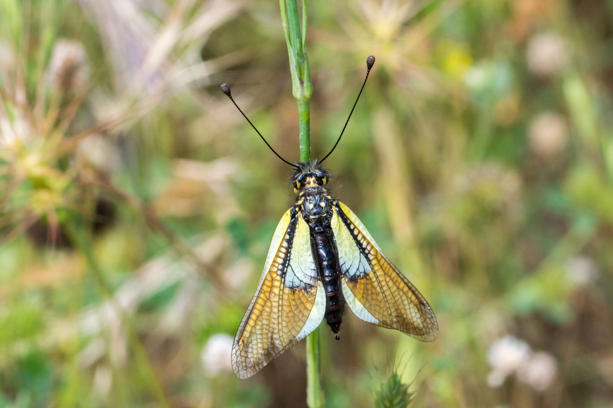 Image of Libelloides baeticus (Rambur 1838)