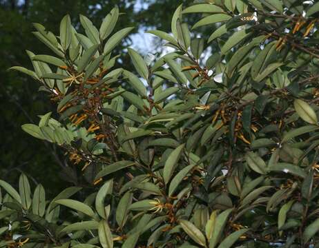 Image of Xylopia nitida Dunal