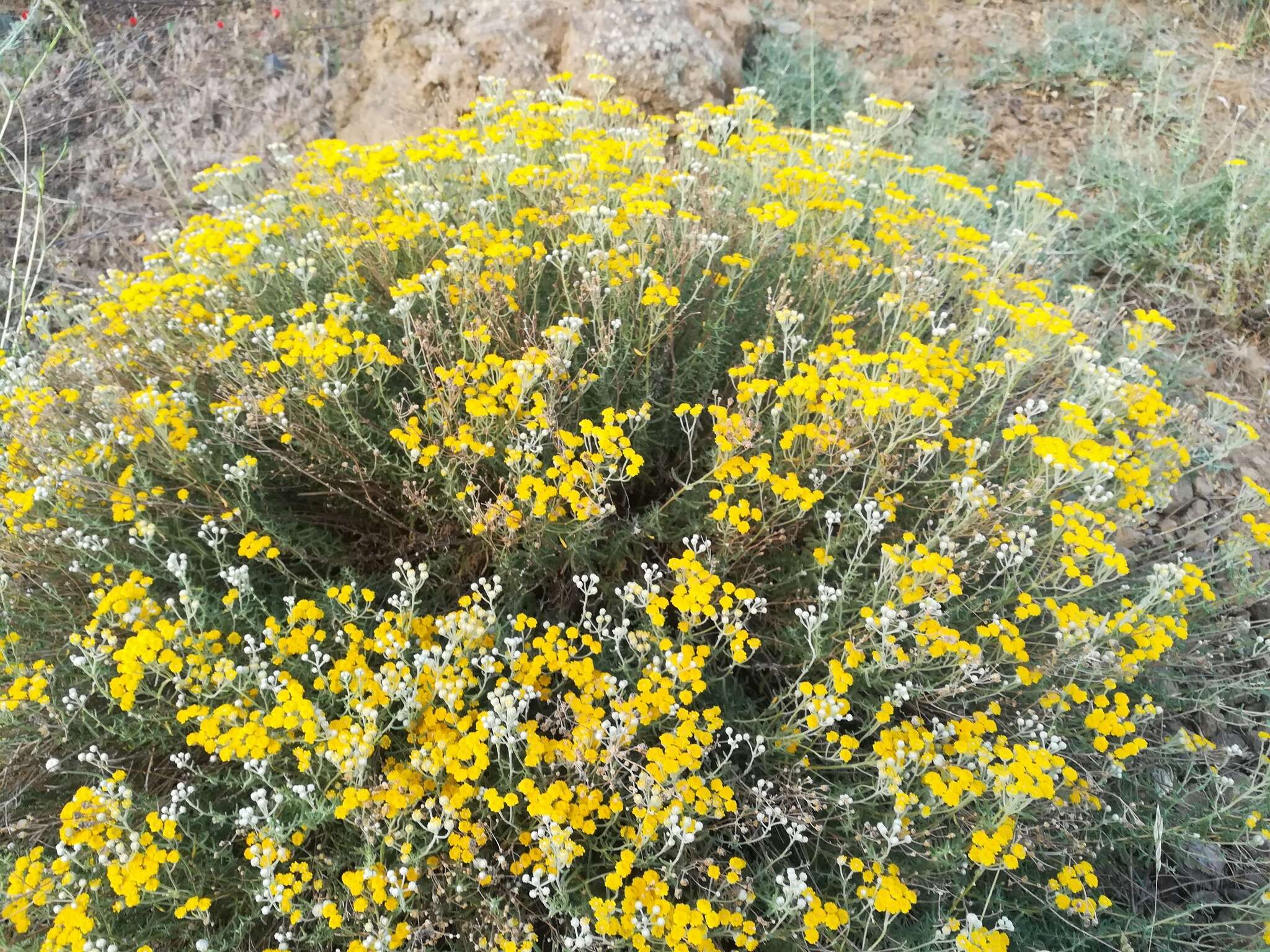 Image of Achillea falcata L.