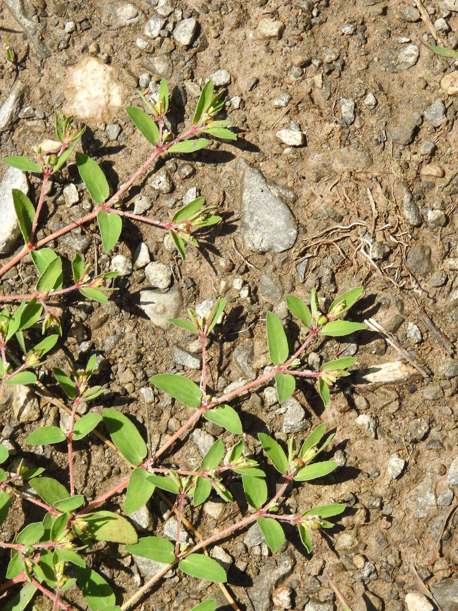 Image of wormseed sandmat