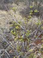 Plancia ëd Cissus cornifolia (Bak.) Planch.