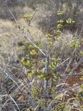 Imagem de Cissus cornifolia (Bak.) Planch.