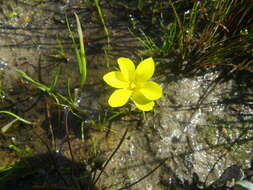 Plancia ëd Moraea angulata Goldblatt