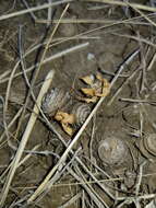 Image of snail medick