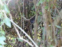 Image of Tufted Antshrike