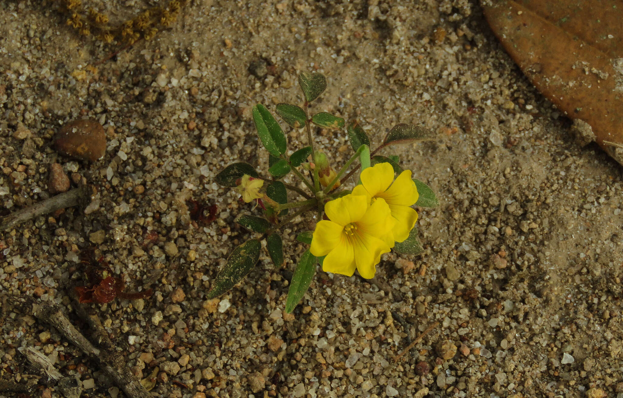 Image of shrubby woodsorrel