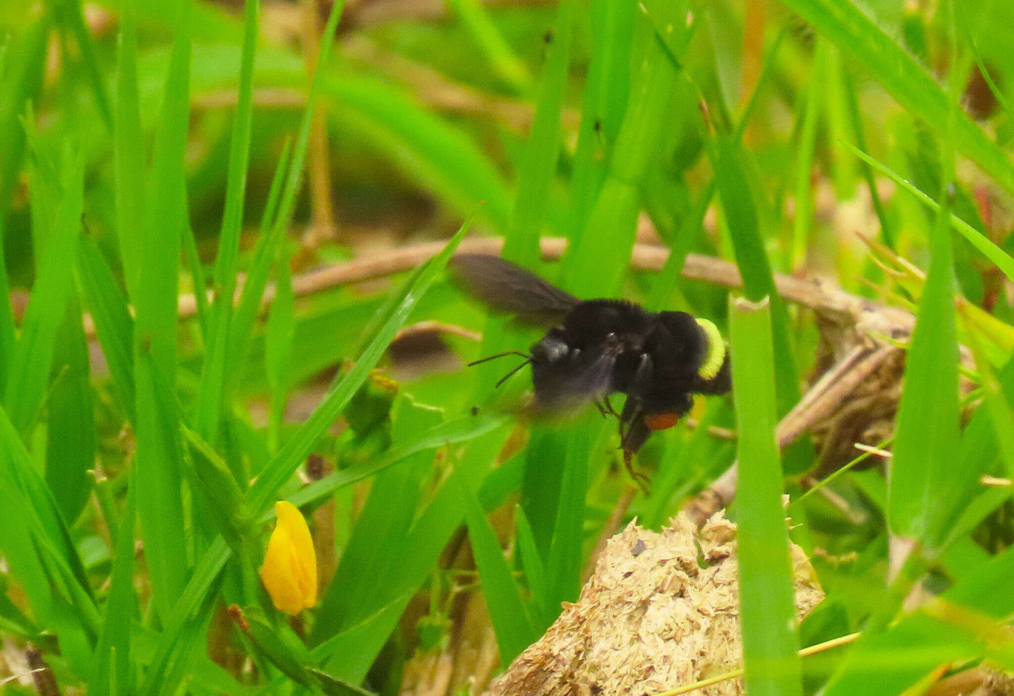 Image of Bombus mexicanus Cresson 1879