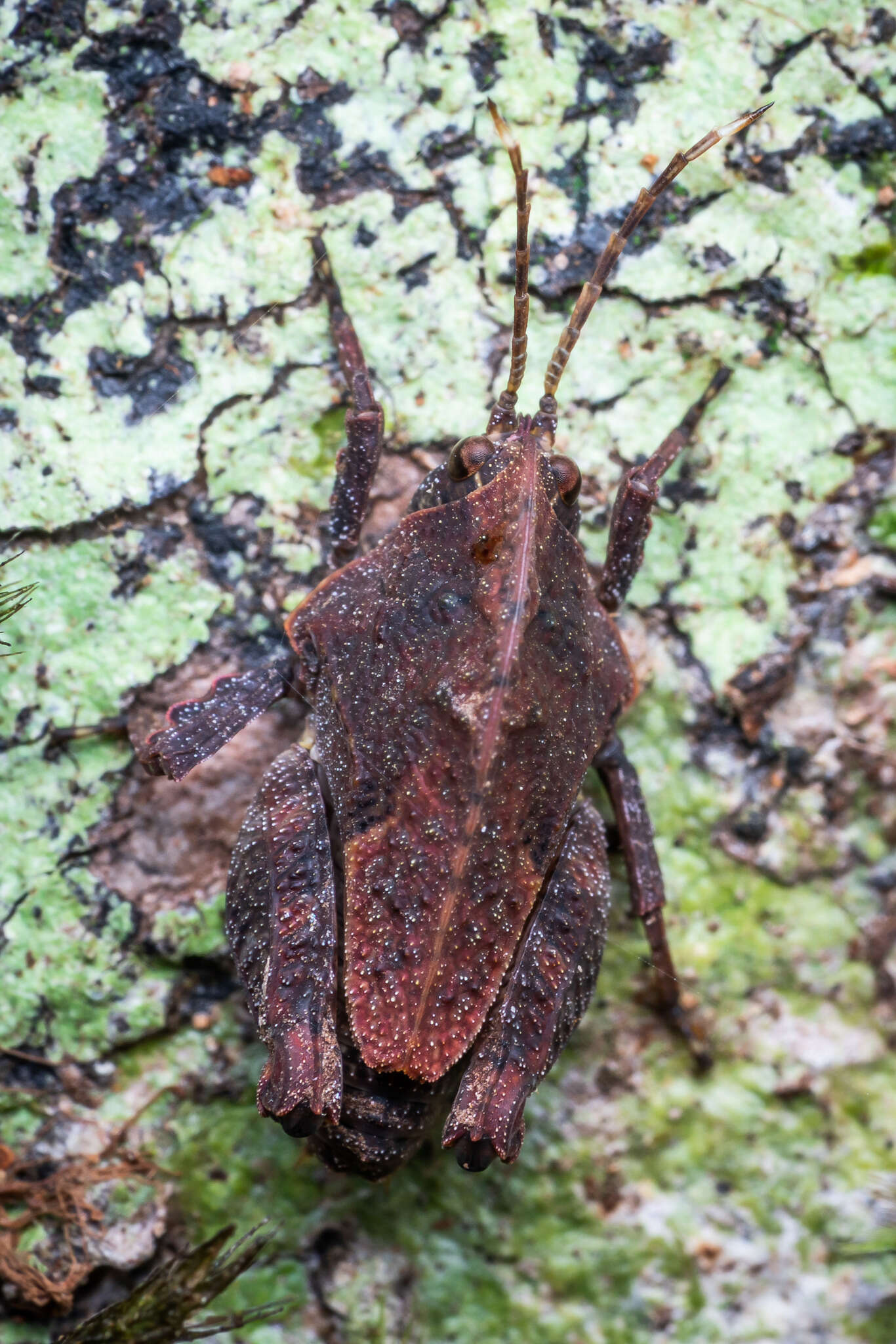 Image of Hyperyboella orphania Günther & K. 1938