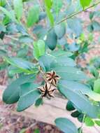 Image of Esenbeckia leiocarpa Engl.