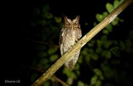 Image of Guatemalan Screech-owl