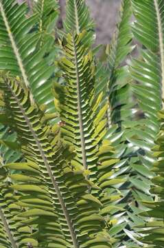 Image of Modjadji Cycad