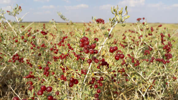 Image of Nitraria roborowskii Kom.