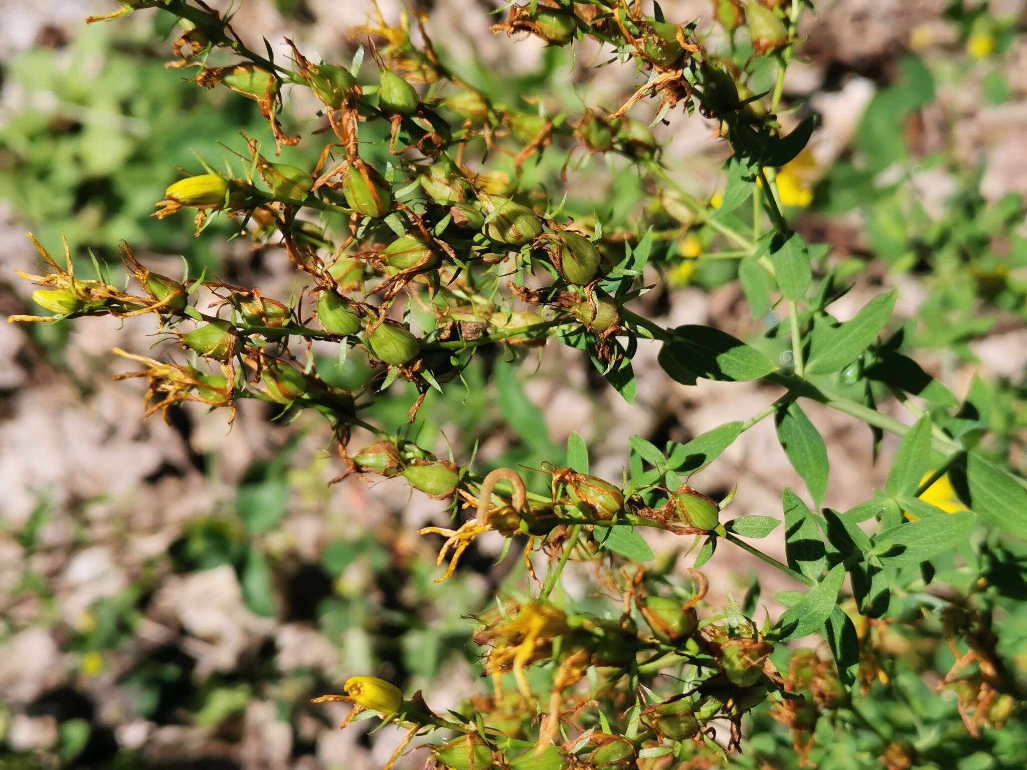 Hypericum perforatum subsp. perforatum resmi