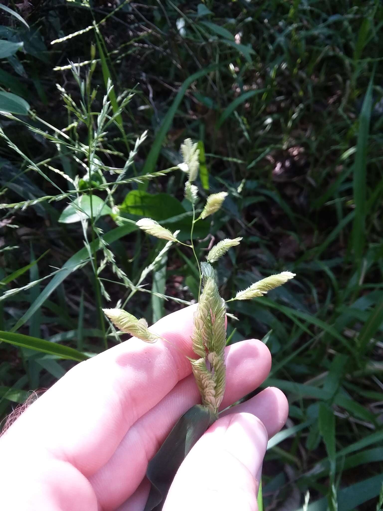 Plancia ëd Leersia lenticularis Michx.