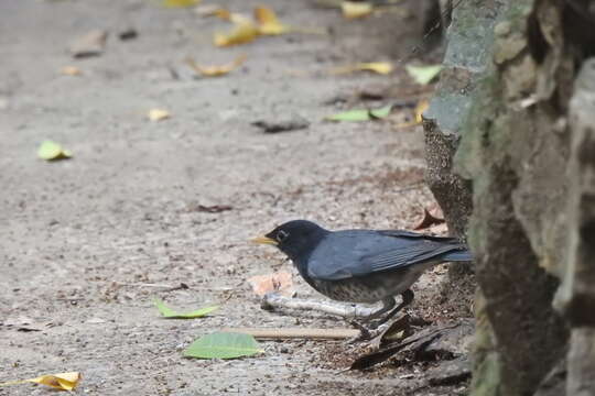 Plancia ëd Turdus cardis Temminck 1831