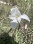 Gladiolus candidus (Rendle) Goldblatt resmi