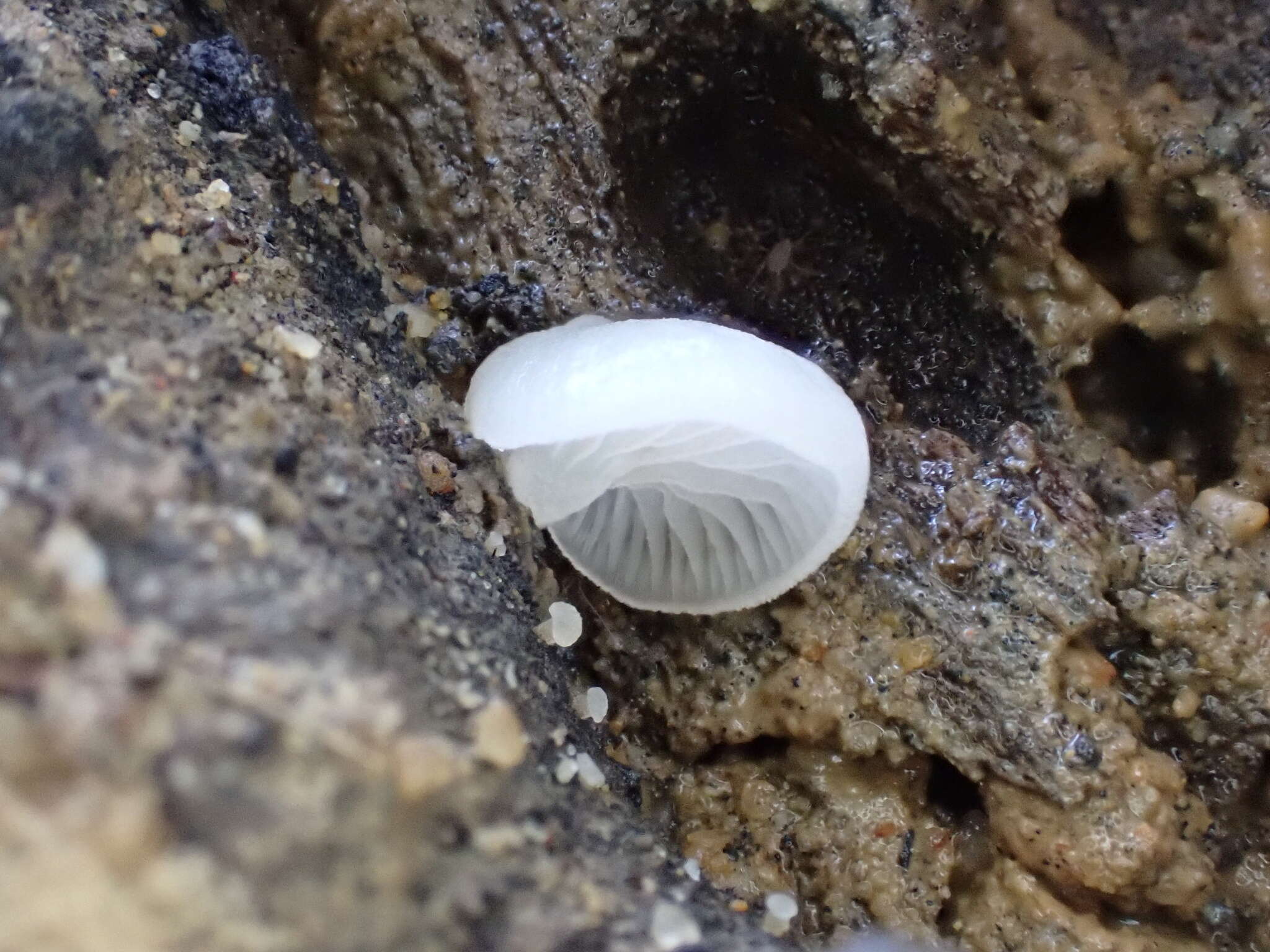 Image of Crepidotus stipitatus Kauffman 1918