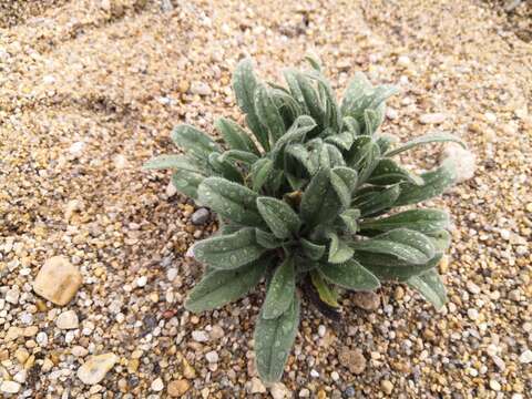 Слика од Craniospermum subvillosum Lehm.