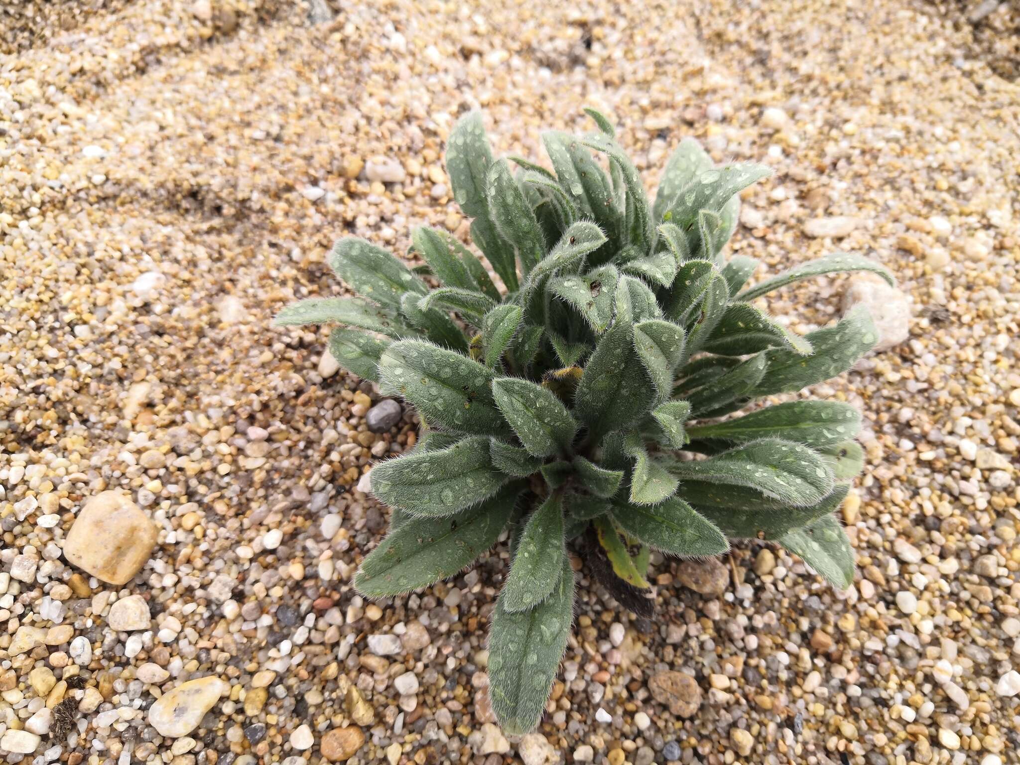 Слика од Craniospermum subvillosum Lehm.