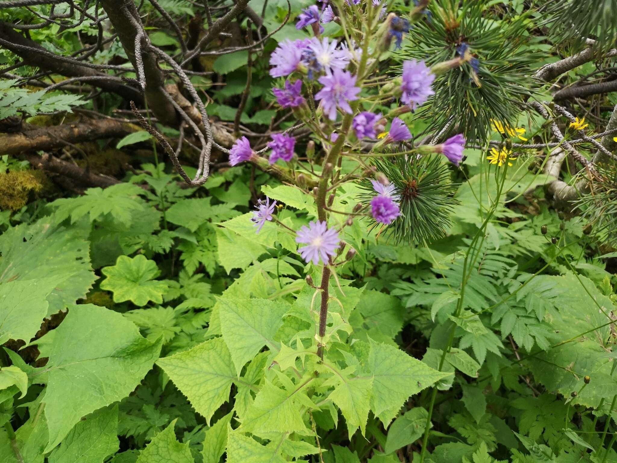 Image of Cicerbita alpina (L.) Wallr.