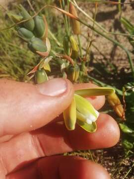 Image of Albuca juncifolia Baker