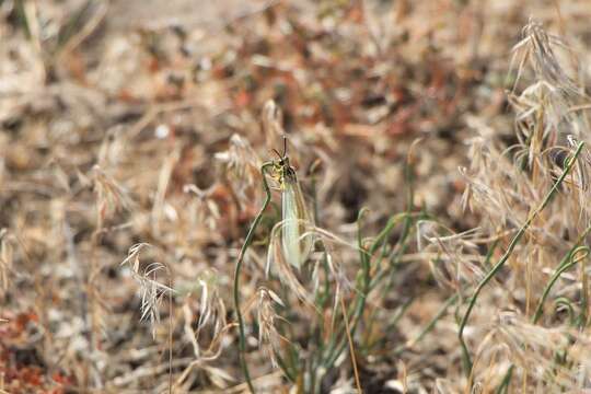 Image de Myrmecaelurus