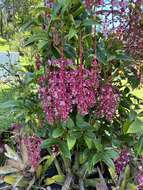 Image of Medinilla speciosa (Reinw. ex Bl.) Bl.