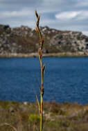 Image of Tetraria thermalis (L.) C. B. Clarke