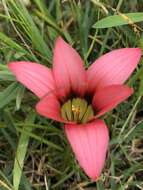 Image of Romulea eximia M. P. de Vos