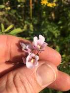 Image of Diascia rigescens E. Mey. ex Benth.