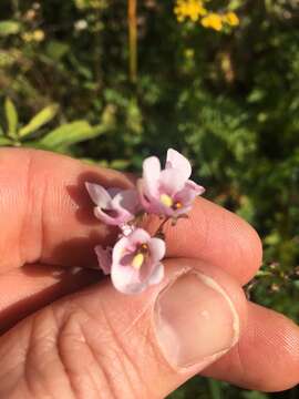 Image de Diascia rigescens E. Mey. ex Benth.