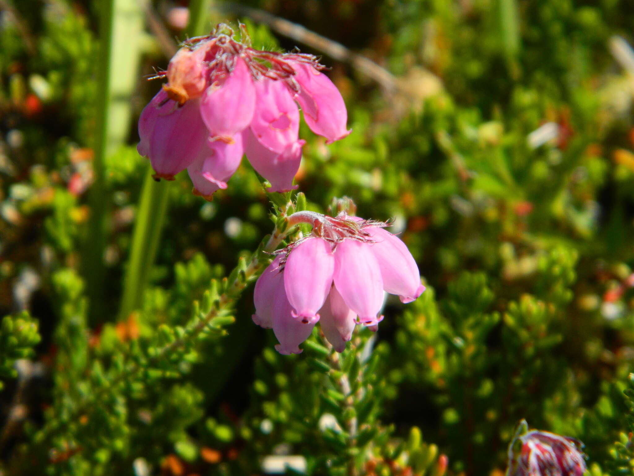 Image of Bog Heather