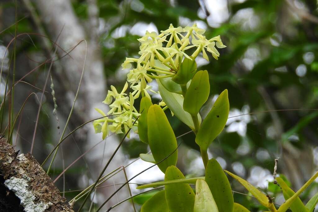 Image of Epidendrum chlorocorymbos Schltr.