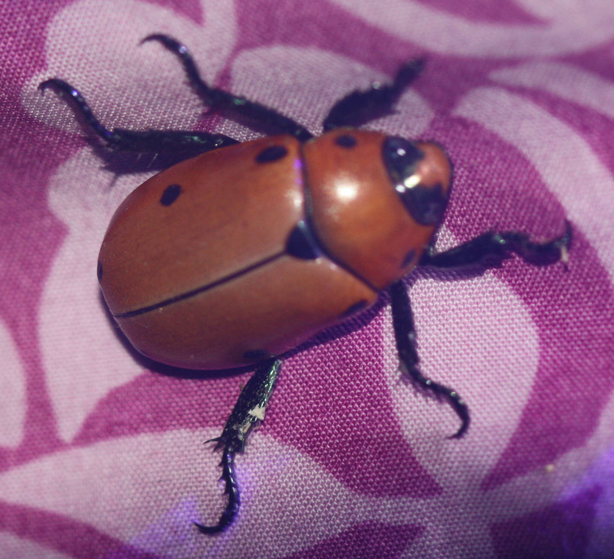 Image of Grapevine Beetle