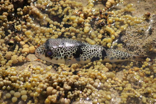 Image of Smooth Toadfish