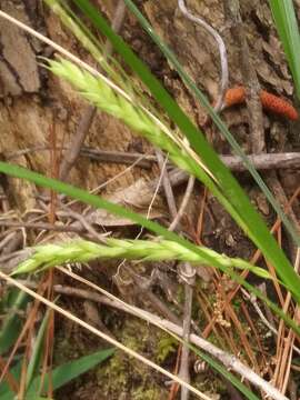 Imagem de Carex debilis Michx.