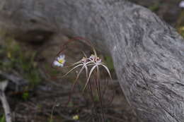 Caladenia exilis Hopper & A. P. Br.的圖片