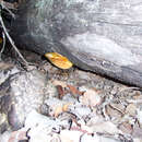 Image of Polyporus australiensis Wakef. 1914